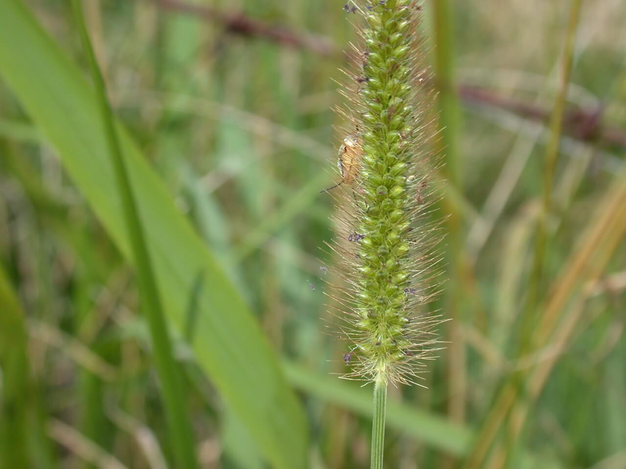 Knot Root Foxtail Head