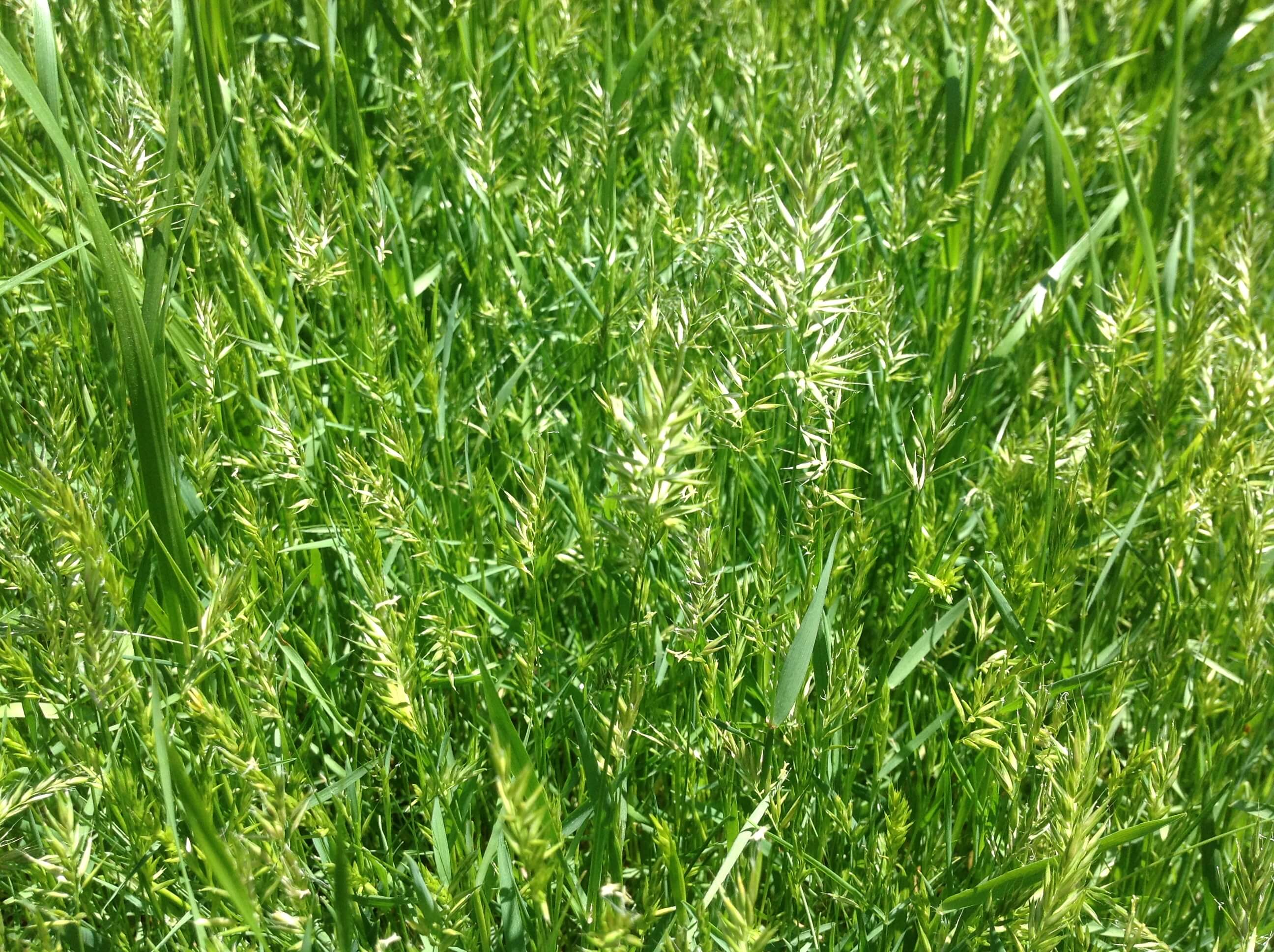 Sweet Vernal Grass Seedheads