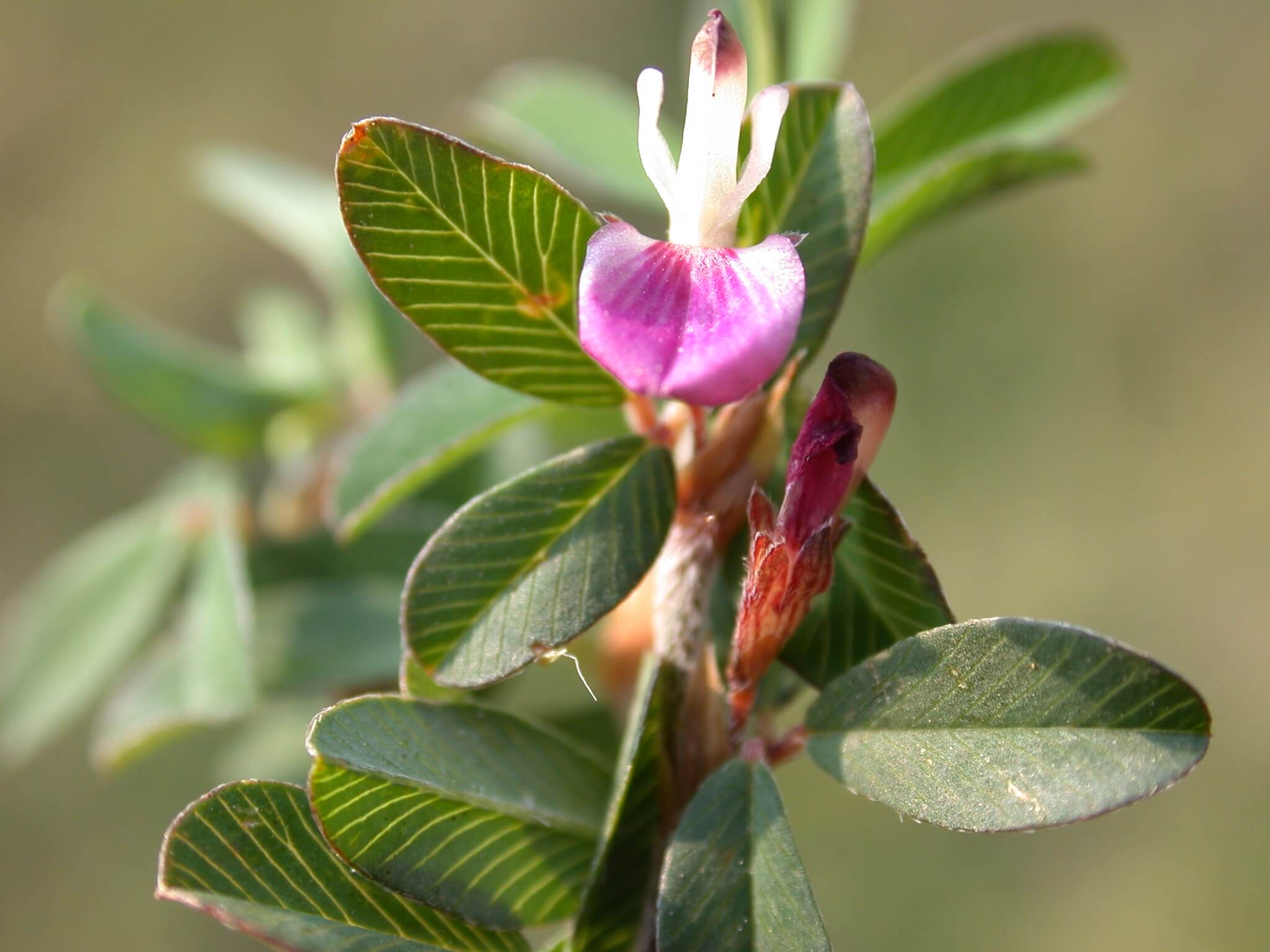 Annual Lespedeza Leaves and Blooms