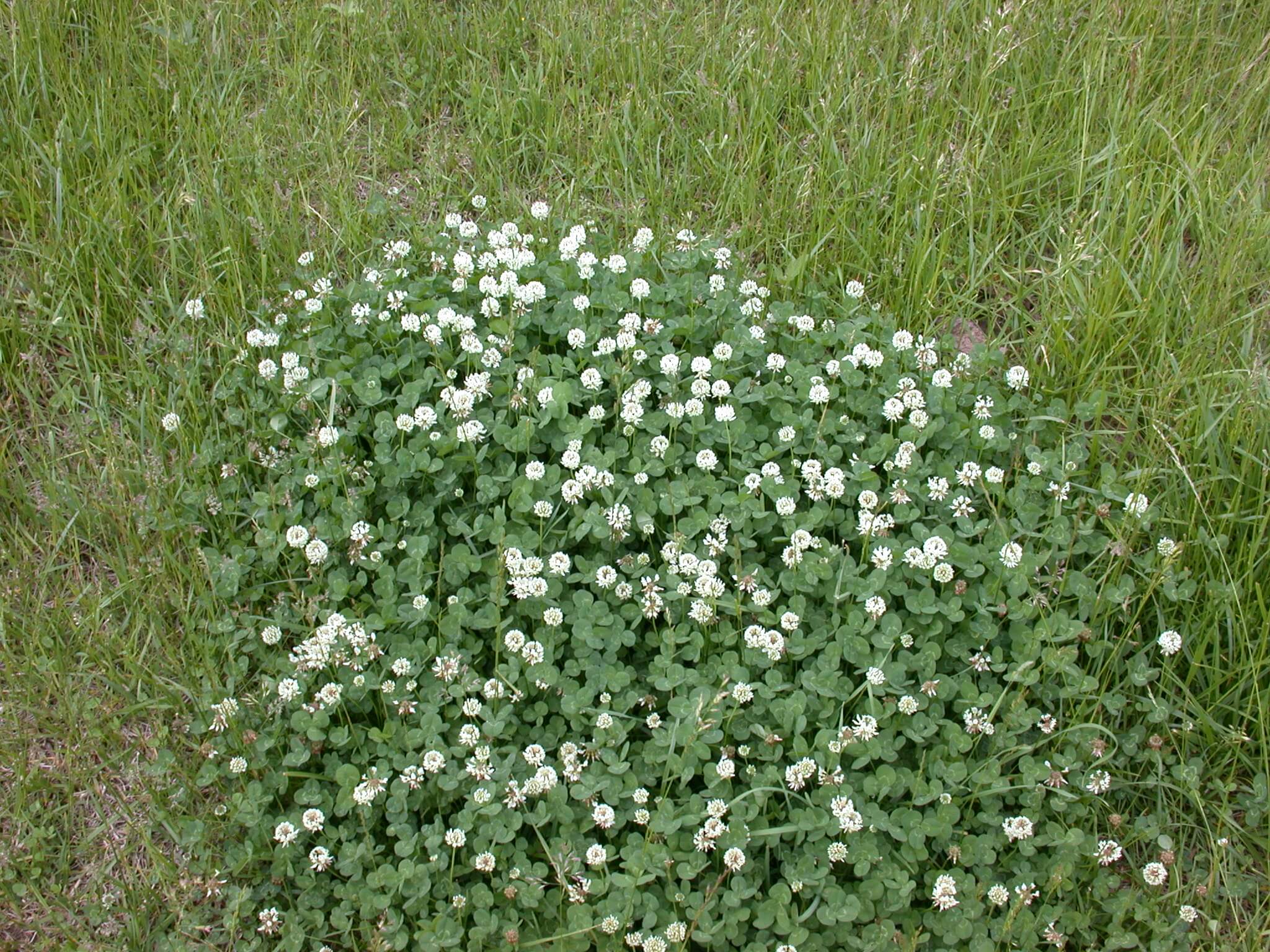 White clover bloom and leaf.