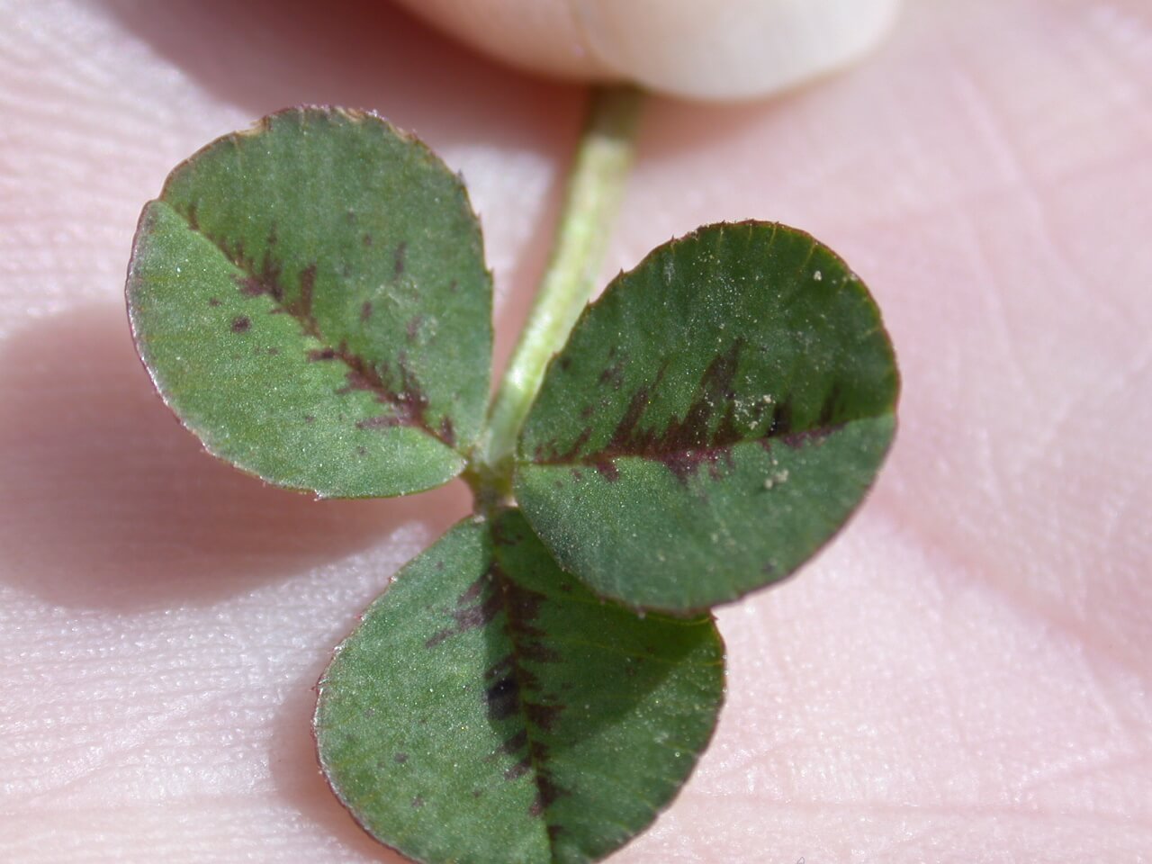 White clover with reg pigment.
