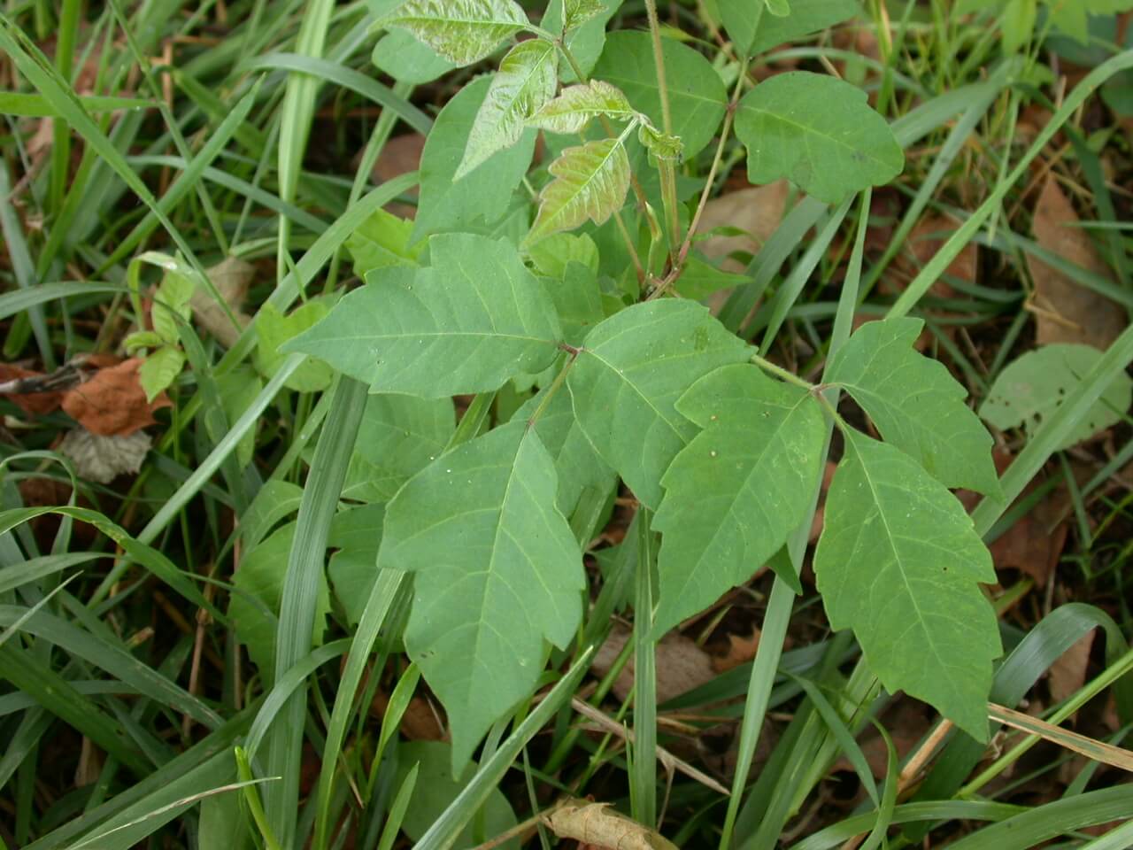 Posion Ivy Plant