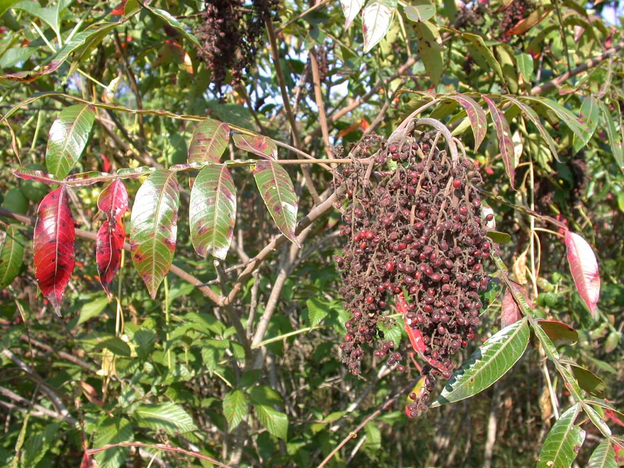Sumac Berries and Fall Leaves