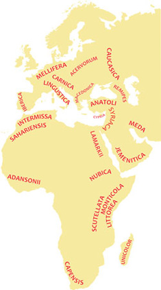 Map of Europe and Africa with names of races of honey bees written on it in the area where the bees originated.