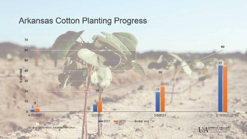 Cotton progress chart