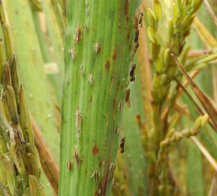 Rice delphacid on a rice stem