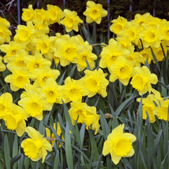 daffodils