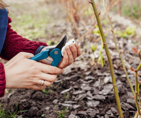 Person sanitizing garden tools