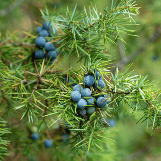eastern redcedar with blue juniper berries