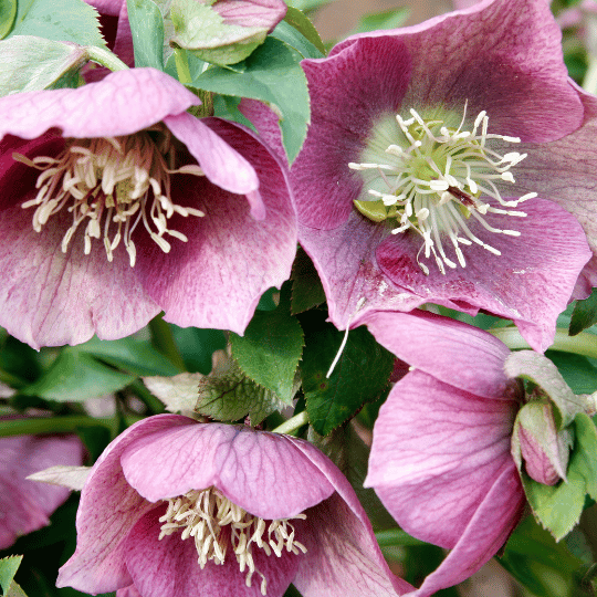 mauve-colored lenten roses