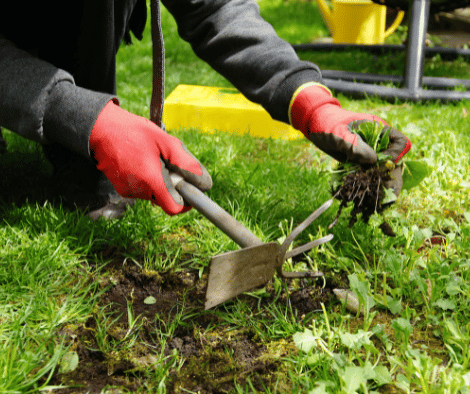 Person pulling weeds from their spring garden