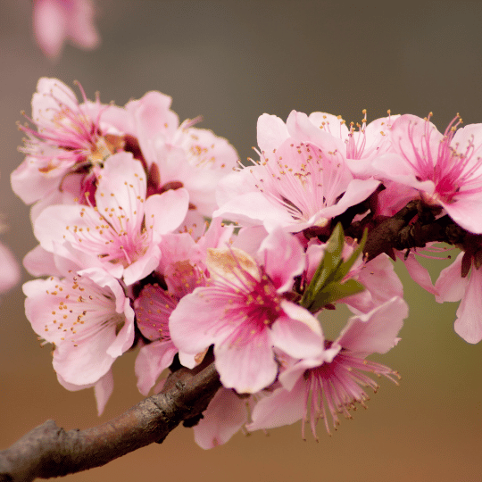 peach blossom flowers