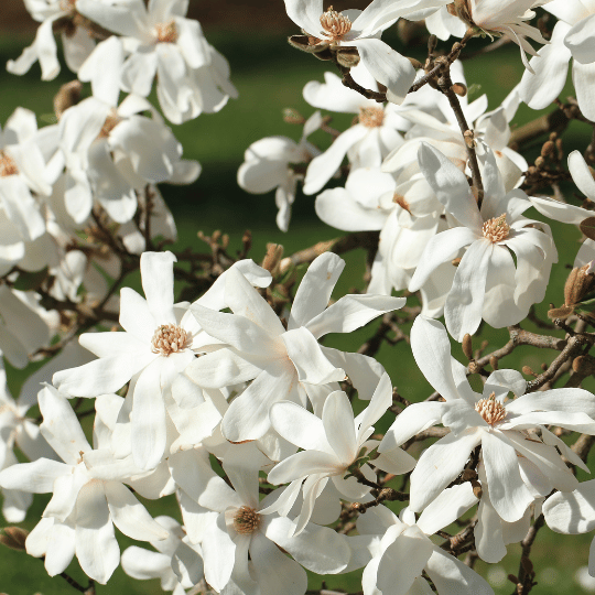 star magnolia flowers