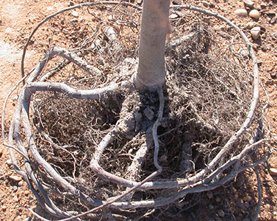 Tree with Root Circling