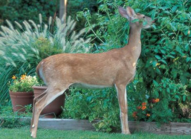 Deer eating plants in home garden