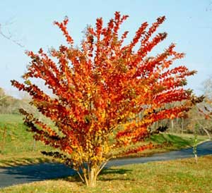 Crapemyrtle tree in flaming orange fall color.