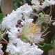 Byer's Wonderful white flower clusters. Select for larger image of flowers