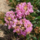 Dazzle Me Pink crapemyrtle flower clusters. Select for larger images of form and flowers