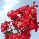 Dynamite crapemyrtle red flower clusters. Select for larger images of form and flowers