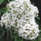Natchez crapemyrtle white flower clusters. Select for larger images of form, flowers, and bark.