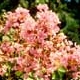 Potomac crapemyrtle pink flower clusters. Select for larger images of form, flowers, and bark.