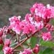 Prairie Lace crapemyrtle pink and white flower clusters. Select for larger image of flowers