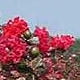 Red Rocket crapemyrtle red flower clusters. Select for larger images of form and flowers