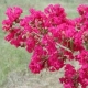 Regal Red crapemyrtle red-purple flower clusters. Select for larger image of flowers