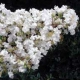 Sarah's Favorite crapemyrtle white flower clusters. Select for larger images of form, flowers, and bark.