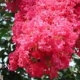 Tuscarora crapemyrtle coral-pink flower clusters. Select for larger images of form, flower, and bark.