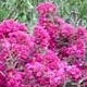 Velma's Royal Delight crapemyrtle deep purple flower clusters. Select for larger images of form and flowers