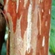 Wichita crapemyrtle bark.  Select for larger image of bark.