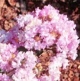 Yuma crapemyrtle lavender flower clusters. Select for larger images of flowers and bark.
