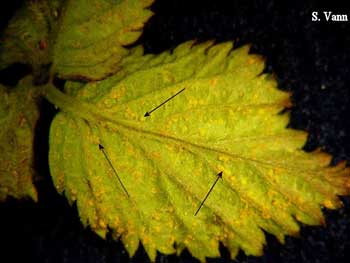 Cane and Leaf Rust 2 image