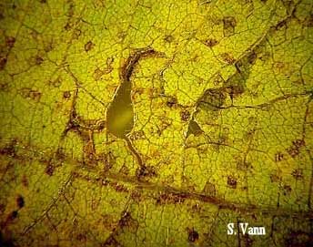 Asian Soybean Rust 3 image