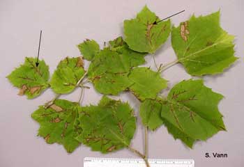  Anthracnose - Sycamore Tree image