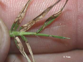 Blade of Bermuda Grass with light brown tips