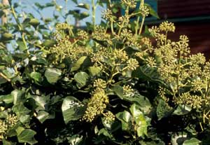 Picture closup of English Ivy (Hedera helix) flowers showing green flower structures