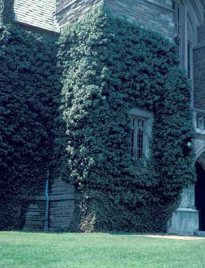 Picture of English Ivy (Hedera helix) growing over front of large stone building.