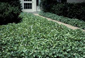 Picture of English Ivy (Hedera helix) form as groundcover on either side of walkway.