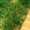 Photo of fescue grass next to a brick sidewalk.
