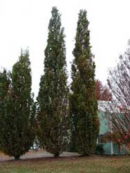 Picture of columnar English oaks