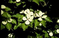 Picture closeup of Celestial Dogwood white flowers.