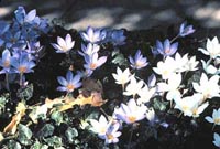 Picture of Autumn Crocus with white and blue flowers.
