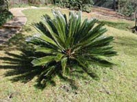Picture of Sago Palm plant showing feather-like leaves.