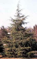 Picture of Deodara Cedar tree.