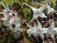 Picture of Barrenword white flowers with spike shapes.