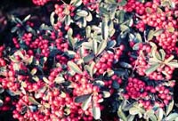 Picture of Laland Pyracantha (or Firethorn) clusters of red berry-like fruit.