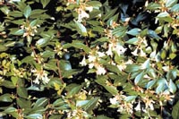 Picture of Glossy Abelia leaves and white flowers.