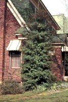 Mature Foster Holly in front of red brick home